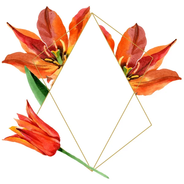 Fleurs botaniques florales de tulipe orange. Ensemble d'illustration de fond aquarelle. Cadre bordure ornement carré . — Photo