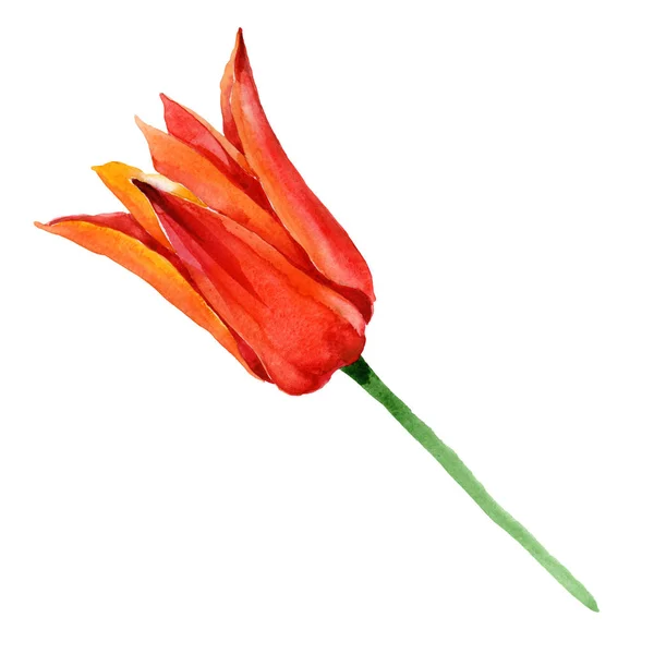 Bunga tulip oranye bunga botani. Set ilustrasi latar belakang cat air. Unsur ilustrasi tulip terisolasi . — Stok Foto