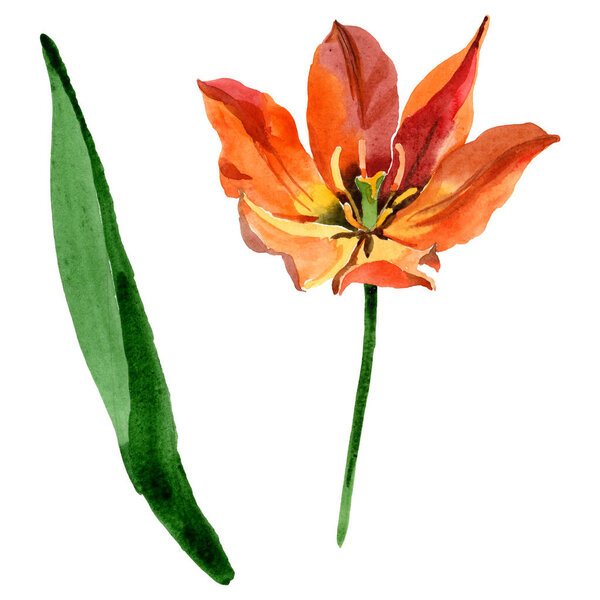 Orange tulip floral botanical flowers. Watercolor background illustration set. Isolated tulips illustration element. Stock Image