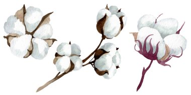 White cotton floral botanical flowers. Watercolor background illustration set. Isolated cotton illustration element. clipart