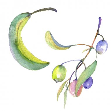 Siyah ve yeşil meyveli zeytin dalı. Suluboya arka plan illüstrasyon seti. İzole zeytin illüstrasyon elemanı.