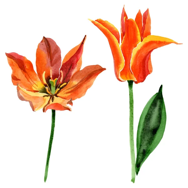 Apelsin tulpan blommiga botaniska blommor. Akvarell bakgrund illustration uppsättning. Isolerade tulpaner illustration element. — Stockfoto