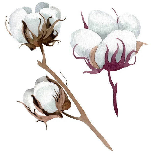 Flores botánicas florales de algodón blanco. Conjunto de ilustración de fondo acuarela. Elemento de ilustración de algodón aislado . —  Fotos de Stock