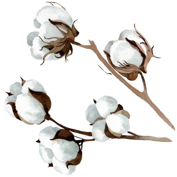 Flores botánicas florales de algodón blanco. Conjunto de ilustración de fondo acuarela. Elemento de ilustración de algodón aislado . — Foto de Stock