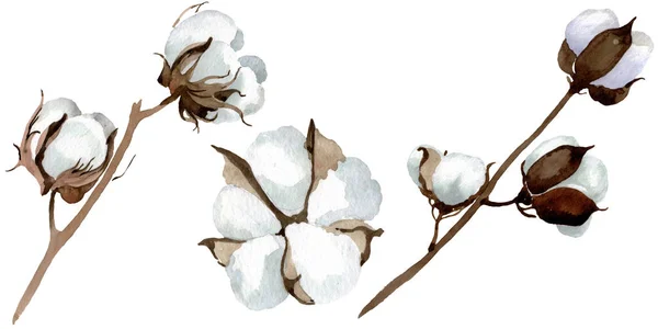Flores botánicas florales de algodón blanco. Conjunto de ilustración de fondo acuarela. Elemento de ilustración de algodón aislado . — Foto de Stock