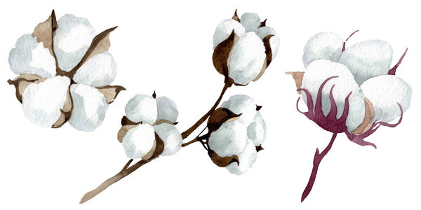White cotton floral botanical flowers. Watercolor background illustration set. Isolated cotton illustration element.