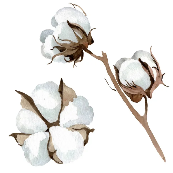 Biały bawełna kwiatowy kwiatów botanicznych. Akwarela zestaw ilustracji tła. Wyizolowany bawełna element ilustracji. — Zdjęcie stockowe