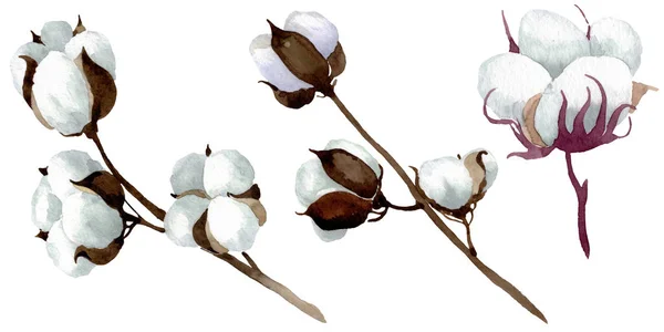 Flores botánicas florales de algodón blanco. Conjunto de ilustración de fondo acuarela. Elemento de ilustración de algodón aislado . —  Fotos de Stock