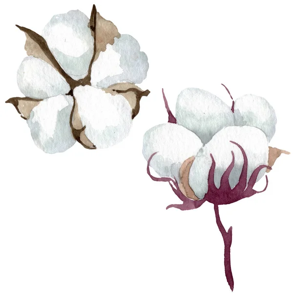 白い綿の花の植物の花。●水彩背景イラストセット。絶縁コットンイラスト要素. — ストック写真
