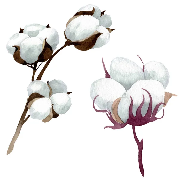 Bunga botani katun putih. Set ilustrasi latar belakang cat air. Unsur ilustrasi kapas yang terisolasi . — Stok Foto
