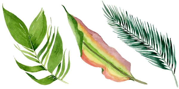 A palmeira da praia deixa a selva botânica. Conjunto de ilustração de fundo aquarela. Folhas isoladas elemento ilustrativo . — Fotografia de Stock