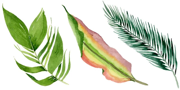 Palm beach tree leaves jungle botanical. Watercolor background illustration set. Isolated leaves illustration element.