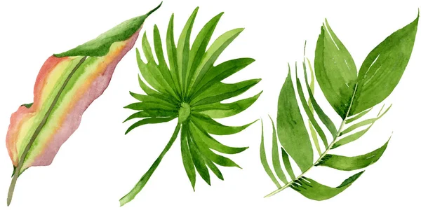 Palm beach tree leaves jungle botanical. Watercolor background illustration set. Isolated leaves illustration element. — Stock Photo, Image