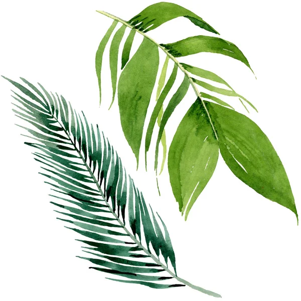 Palm beach tree leaves jungle botanical. Watercolor background illustration set. Isolated leaves illustration element.