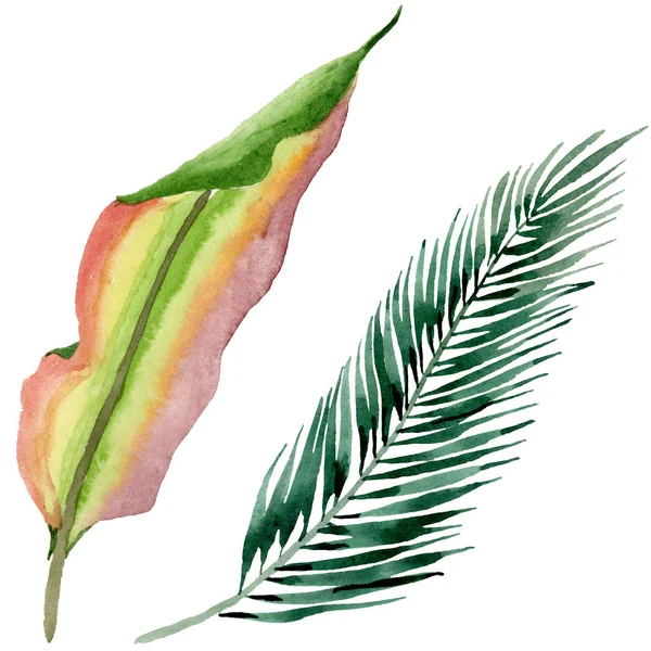 Pohon Palm Beach daun botani hutan. Set ilustrasi latar belakang cat air. Unsur ilustrasi daun yang terisolasi . — Stok Foto