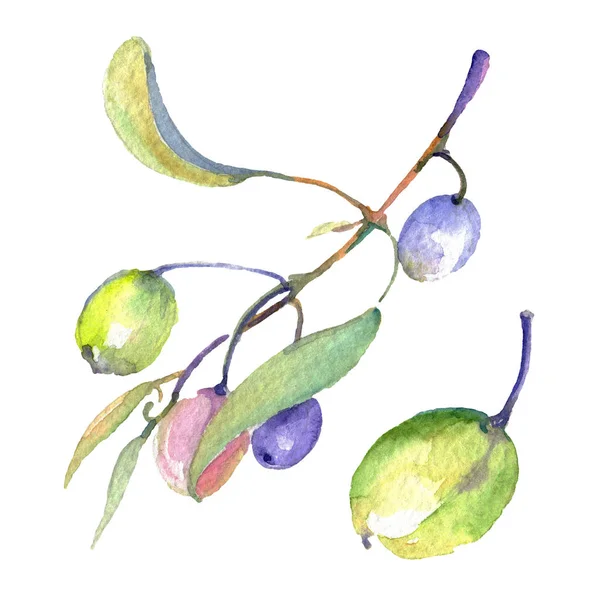 Gałązka oliwna z czarnym i zielonym owocem. Akwarela zestaw ilustracji tła. Oliwka na białym tle element ilustracji. — Zdjęcie stockowe