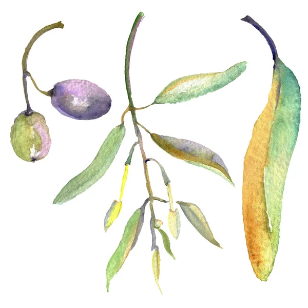 Branche d'olivier aux fruits noirs et verts. Ensemble d'illustration de fond aquarelle. Elément d'illustration olives isolées . — Photo