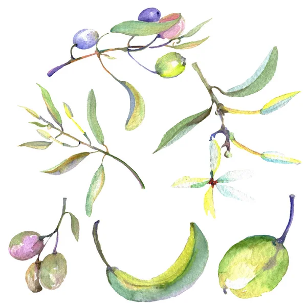 Gałązka oliwna z czarnym i zielonym owocem. Akwarela zestaw ilustracji tła. Oliwka na białym tle element ilustracji. — Zdjęcie stockowe