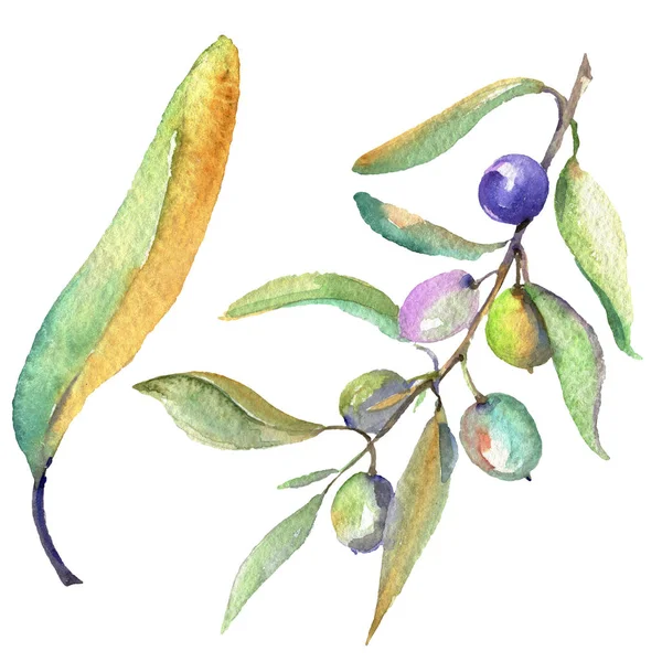 Olive branch with black and green fruit. Watercolor background illustration set. Isolated olives illustration element. — Stock Photo, Image