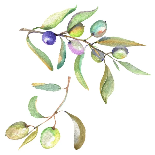 Ramură de măsline cu fructe negre și verzi. Set de ilustrații de fundal acuarelă. Element de ilustrare a măslinelor izolate . — Fotografie, imagine de stoc