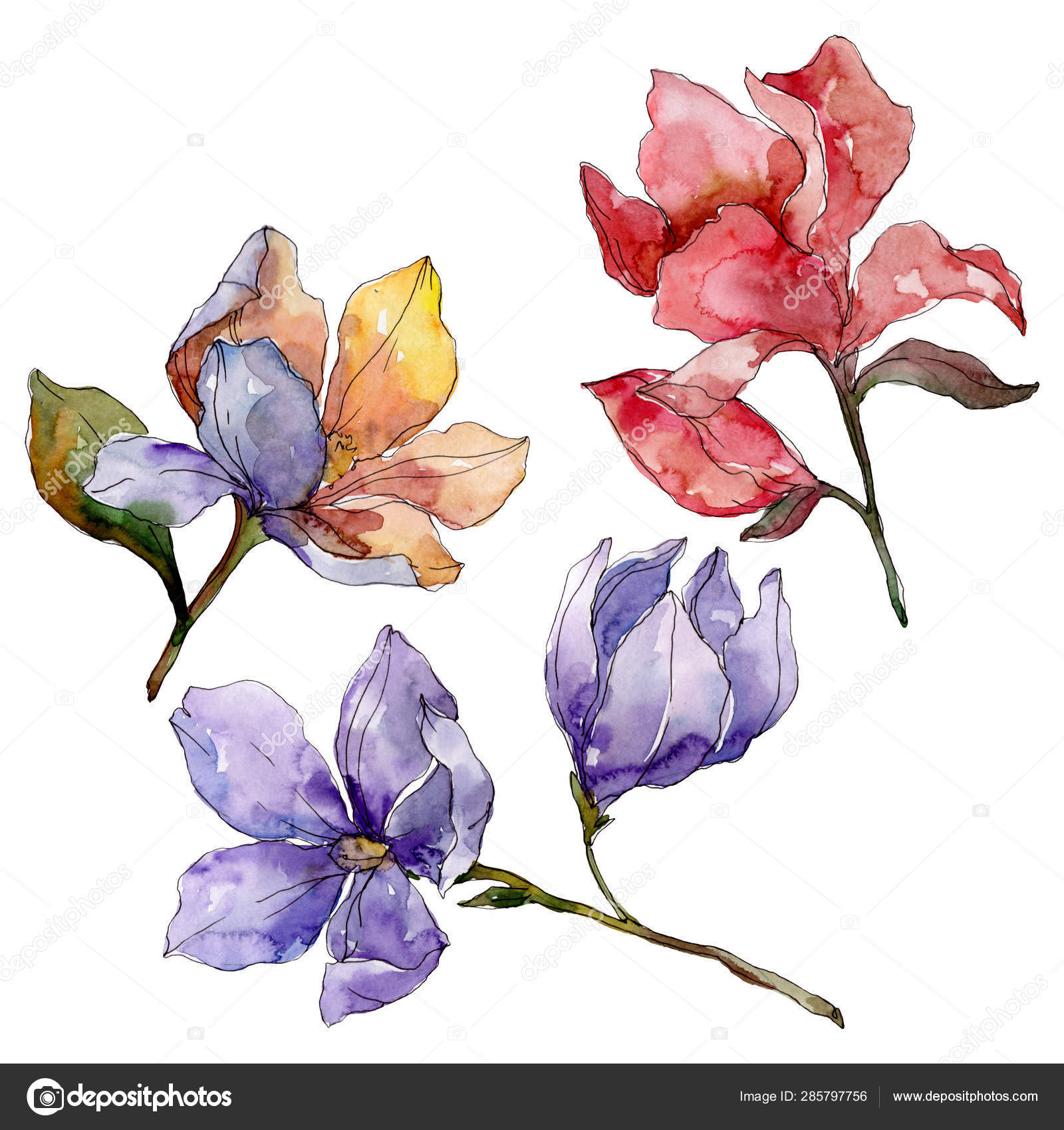 卡梅利亚花卉植物花 水彩背景插图集 孤立的卡梅利亚插图元素 图库照片 C Andreyanush 卡梅利亚花卉植物花 水彩背景插图集 孤立的卡梅利亚插图元素 图库照片 C Andreyanush