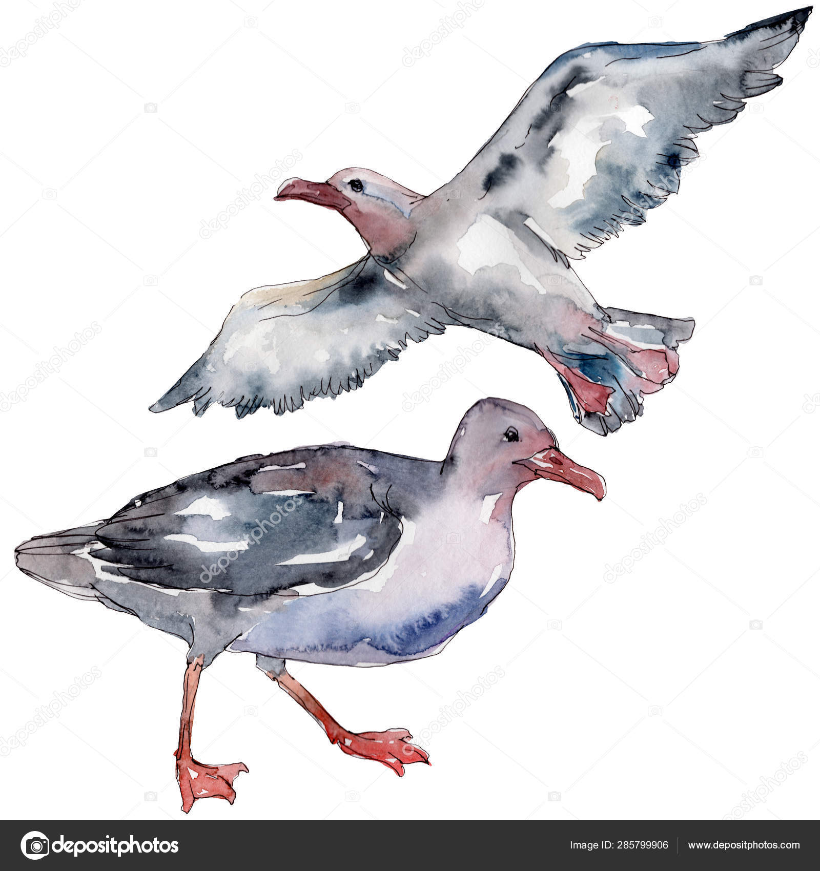 Mouette Oiseau Ciel Dans Une Faune Liberté Sauvage Oiseau