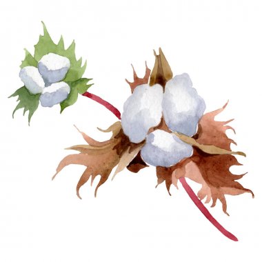 Pamuk çiçek botanik çiçekler. Yabani bahar yaprağı kır çiçeği izole. Suluboya arka plan illüstrasyon seti. Suluboya çizim moda aquarelle. İzole pamuk illüstrasyon elemanı.