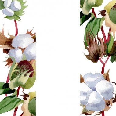Pamuk çiçek botanik çiçekler. Yabani bahar yaprağı kır çiçeği izole. Suluboya arka plan illüstrasyon seti. Suluboya çizim moda aquarelle izole. Çerçeve kenarlık süs karesi.