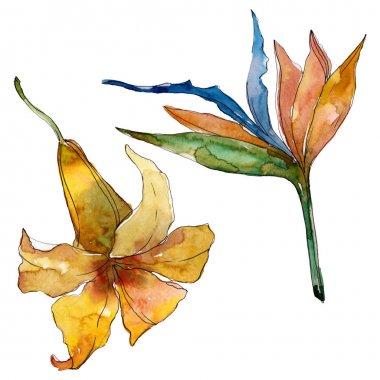 Egzotik tropikal Hawaii yaz. Suluboya arka plan illüstrasyon seti. Yalıtılmış çiçekler illüstrasyon elemanı.