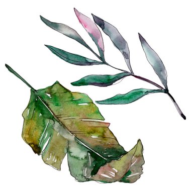 Egzotik tropikal Hawaii yaz. Palmiye plaj ağacı orman botanik bırakır. Suluboya arka plan illüstrasyon seti. Suluboya çizim moda aquarelle izole. Yalıtılmış yapraklar illüstrasyon elemanı.