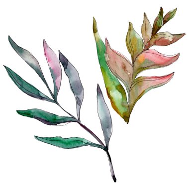 Egzotik tropikal Hawaii yaz. Palmiye plaj ağacı orman botanik bırakır. Suluboya arka plan illüstrasyon seti. Suluboya çizim moda aquarelle izole. Yalıtılmış yapraklar illüstrasyon elemanı.