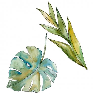 Egzotik tropikal Hawaii yaz. Palmiye plaj ağacı orman botanik bırakır. Suluboya arka plan illüstrasyon seti. Suluboya çizim moda aquarelle izole. Yalıtılmış yapraklar illüstrasyon elemanı.