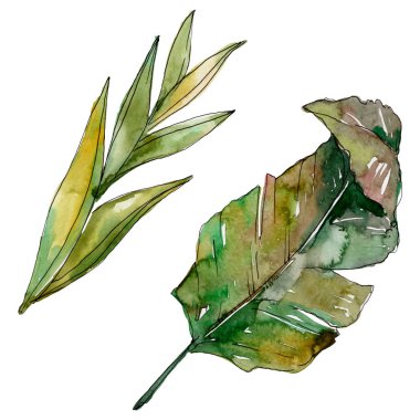 Egzotik tropikal Hawaii yaz. Palmiye plaj ağacı orman botanik bırakır. Suluboya arka plan illüstrasyon seti. Suluboya çizim moda aquarelle izole. Yalıtılmış yapraklar illüstrasyon elemanı.
