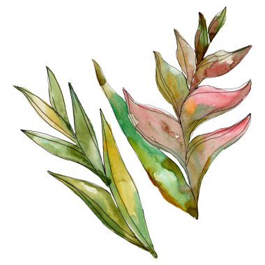 Egzotik tropikal Hawaii yaz. Palmiye plaj ağacı orman botanik bırakır. Suluboya arka plan illüstrasyon seti. Suluboya çizim moda aquarelle izole. Yalıtılmış yapraklar illüstrasyon elemanı.