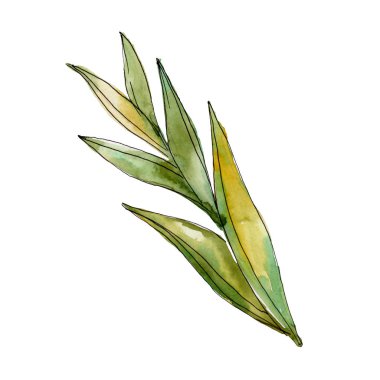 Egzotik tropikal Hawaii yaz. Palmiye plaj ağacı orman botanik bırakır. Suluboya arka plan illüstrasyon seti. Suluboya çizim moda aquarelle izole. Yalıtılmış yapraklar illüstrasyon elemanı.