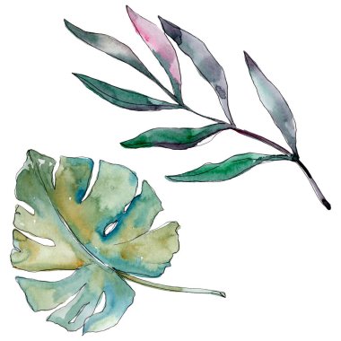 Egzotik tropikal Hawaii yaz. Palmiye plaj ağacı orman botanik bırakır. Suluboya arka plan illüstrasyon seti. Suluboya çizim moda aquarelle izole. Yalıtılmış yapraklar illüstrasyon elemanı.