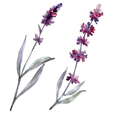 Lavanta çiçek botanik çiçekleri. Yabani bahar yaprağı kır çiçeği izole. Suluboya arka plan illüstrasyon seti. Suluboya çizim moda aquarelle izole. İzole lavanta illüstrasyon elemanı.
