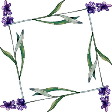 Lavanta çiçek botanik çiçekleri. Yabani bahar yaprağı kır çiçeği izole. Suluboya arka plan illüstrasyon seti. Suluboya çizim moda aquarelle izole. Çerçeve kenarlık süs karesi.