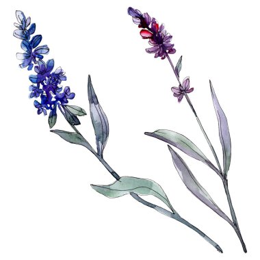 Lavanta çiçek botanik çiçekleri. Yabani bahar yaprağı kır çiçeği izole. Suluboya arka plan illüstrasyon seti. Suluboya çizim moda aquarelle izole. İzole lavanta illüstrasyon elemanı.