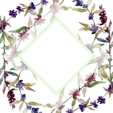 Mor lavanta çiçek botanik çiçekleri. Yabani bahar yaprağı kır çiçeği izole. Suluboya arka plan illüstrasyon seti. Suluboya çizim moda aquarelle izole. Çerçeve kenarlık süs karesi.