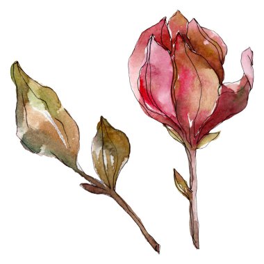 Camelia çiçek botanik çiçekleri. Suluboya arka plan illüstrasyon seti. Yalıtılmış camelia illüstrasyon elemanı.