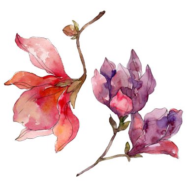 Camelia çiçek botanik çiçekleri. Suluboya arka plan illüstrasyon seti. Yalıtılmış camelia illüstrasyon elemanı.