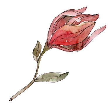 Camelia çiçek botanik çiçekleri. Suluboya arka plan illüstrasyon seti. Yalıtılmış camelia illüstrasyon elemanı.