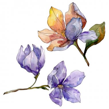 Camelia çiçek botanik çiçekleri. Suluboya arka plan illüstrasyon seti. Yalıtılmış camelia illüstrasyon elemanı.