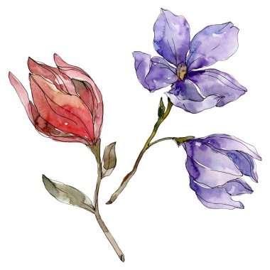 Camelia çiçek botanik çiçekleri. Suluboya arka plan illüstrasyon seti. Yalıtılmış camelia illüstrasyon elemanı.