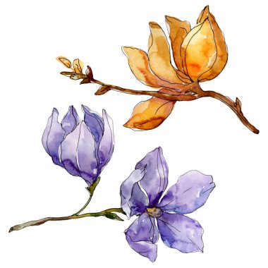 Camelia çiçek botanik çiçekleri. Suluboya arka plan illüstrasyon seti. Yalıtılmış camelia illüstrasyon elemanı.