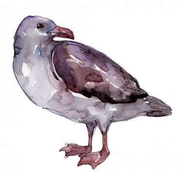 Vahşi yaşamda gökyüzü kuşu martı. Vahşi özgürlük, uçan kanatlı kuş. Suluboya arka plan illüstrasyon seti. Suluboya çizim moda aquarelle. Yalıtılmış martı illüstrasyon elemanı.