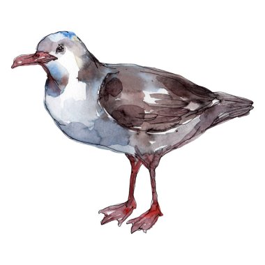 Vahşi yaşamda gökyüzü kuşu martı. Vahşi özgürlük, uçan kanatlı kuş. Suluboya arka plan illüstrasyon seti. Suluboya çizim moda aquarelle. Yalıtılmış martı illüstrasyon elemanı.