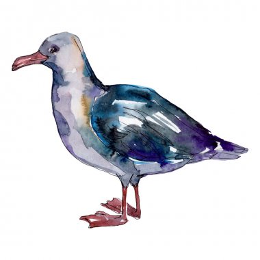 Vahşi yaşamda gökyüzü kuşu martı. Vahşi özgürlük, uçan kanatlı kuş. Suluboya arka plan illüstrasyon seti. Suluboya çizim moda aquarelle. Yalıtılmış martı illüstrasyon elemanı.