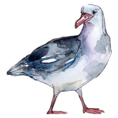 Vahşi yaşamda gökyüzü kuşu martı. Vahşi özgürlük, uçan kanatlı kuş. Suluboya arka plan illüstrasyon seti. Suluboya çizim moda aquarelle. Yalıtılmış martı illüstrasyon elemanı.